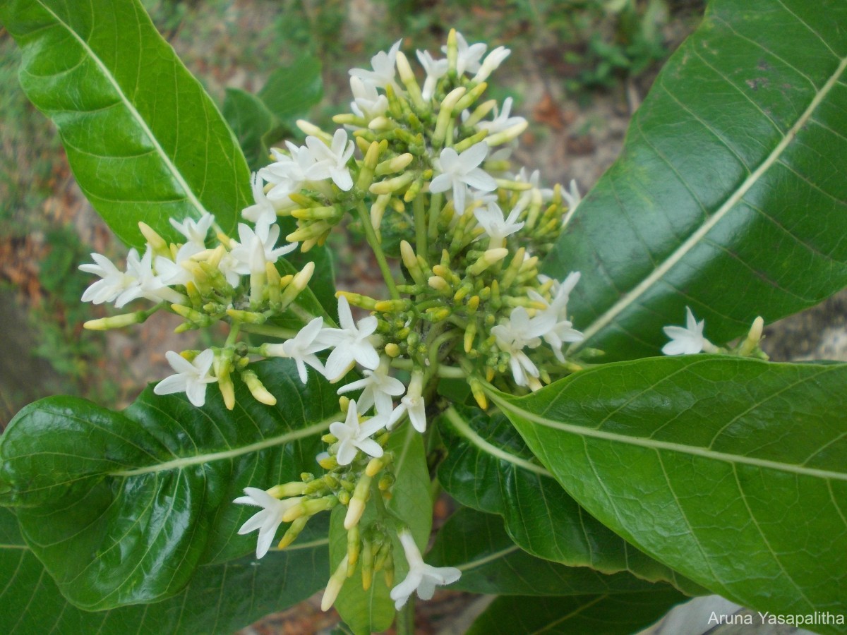 Alstonia macrophylla Wall. ex G.Don